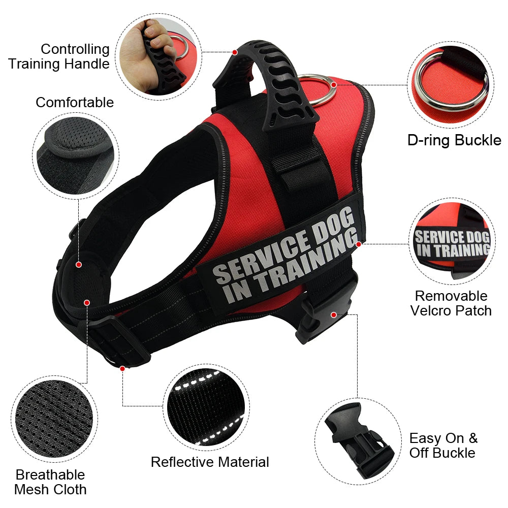 Personalised Dog harness.