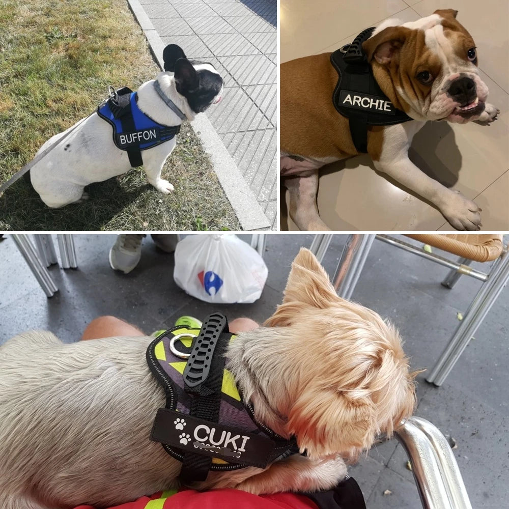Personalised Dog harness.